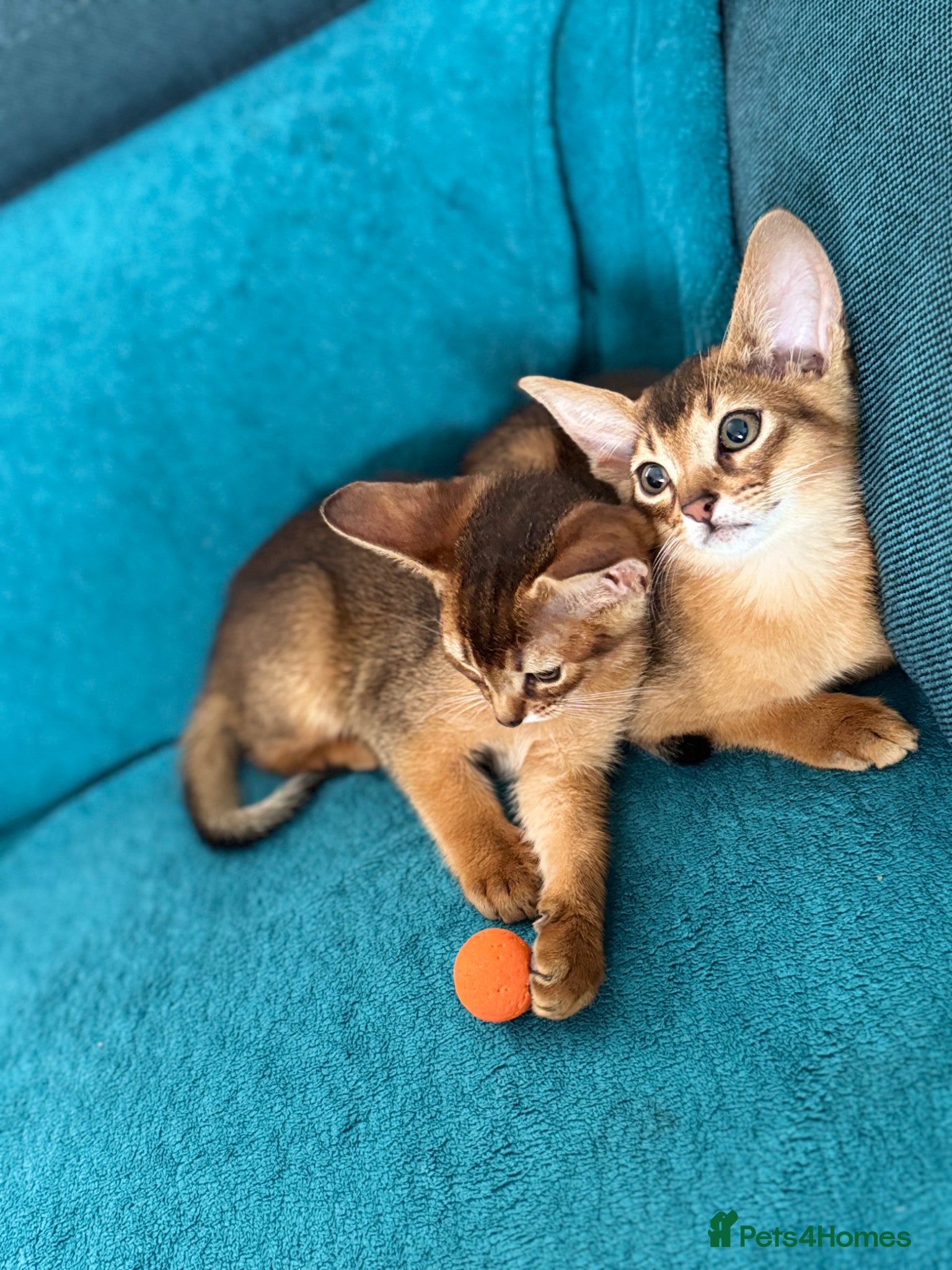 Abyssinian cats Pedigree abbysinian kittens - Advert 2