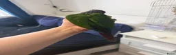 Conures birds for sale: Green cheek conure in Cardiff - Advert 6