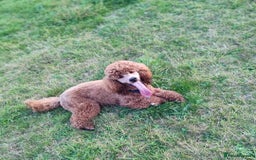 Labradoodle dogs for stud: Stunning proven Red KC Miniature Poodle in Cannock - Image 14