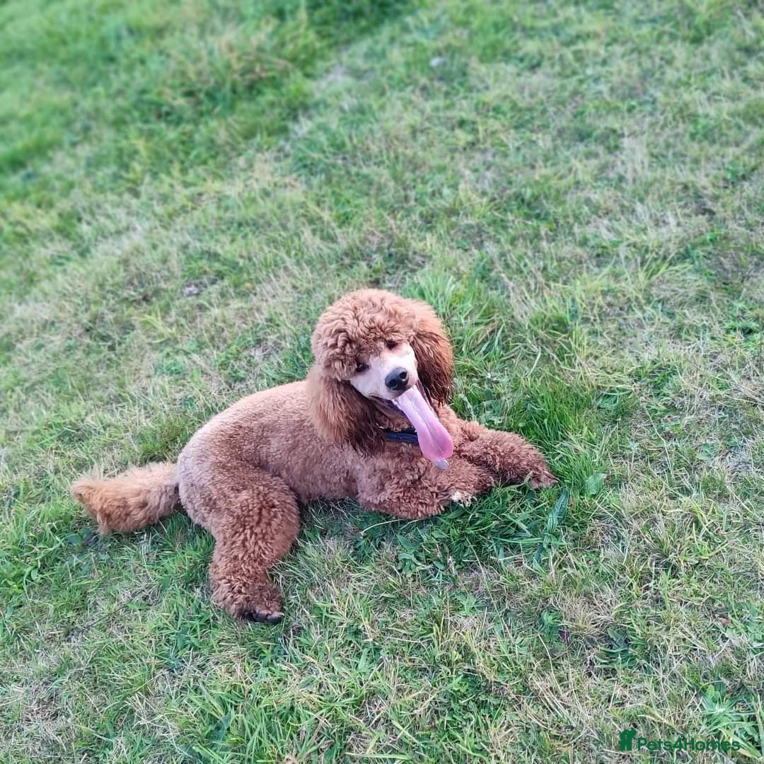 Labradoodle dogs for stud: Stunning proven Red KC Miniature Poodle in Cannock - Image 14