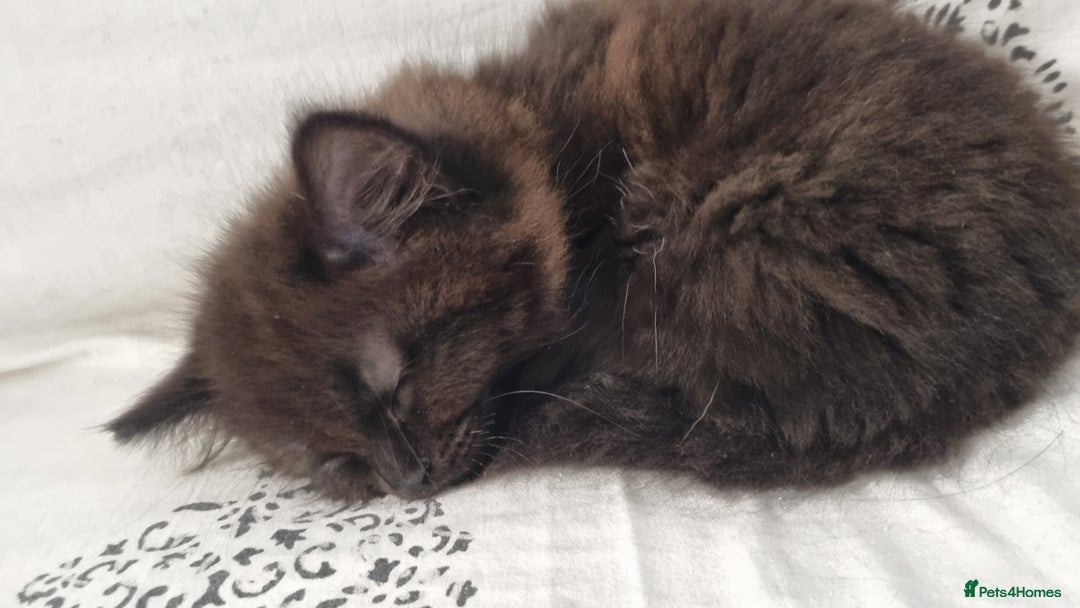 Turkish Angora cats for sale: Beautiful Fluffy Kittens Looking for Loving Homes - Image 22