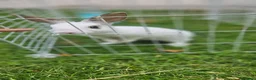 Mixed Breed rabbits for sale: They are mix Rex and Dutch  - Advert 6
