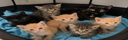 Bengal cats for sale: Beautiful mix Bengal kittens  in Bexley - Advert 6