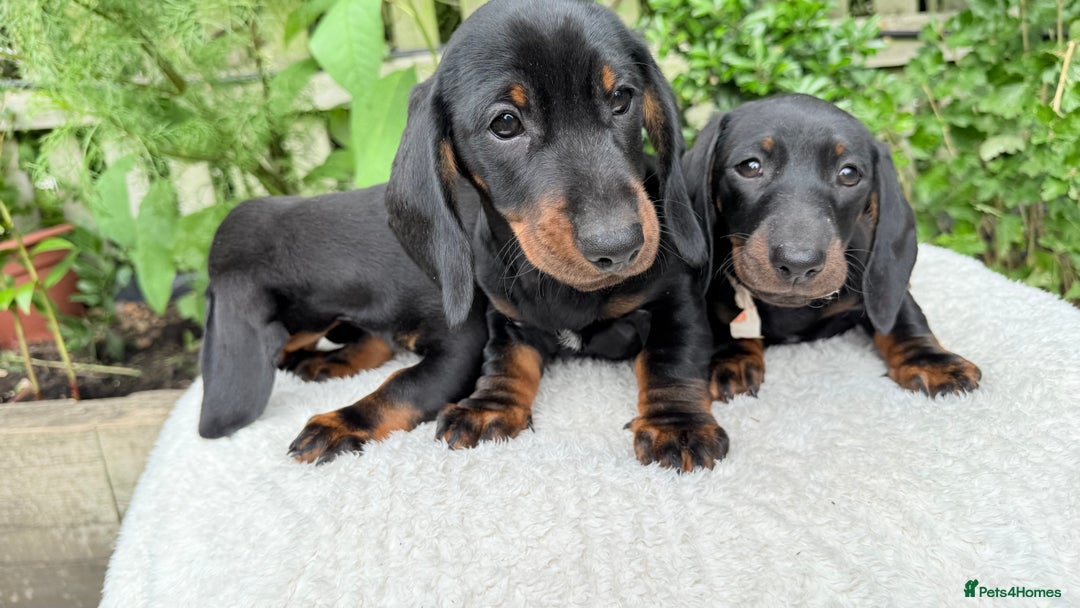 Miniature Dachshund dogs for sale: Miniature Dachshund - Image 5