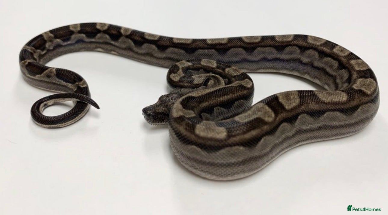 Python Snake reptiles Boa constrictors - Advert 6