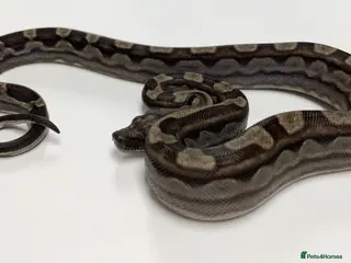 Python Snake reptiles Boa constrictors - Advert 6