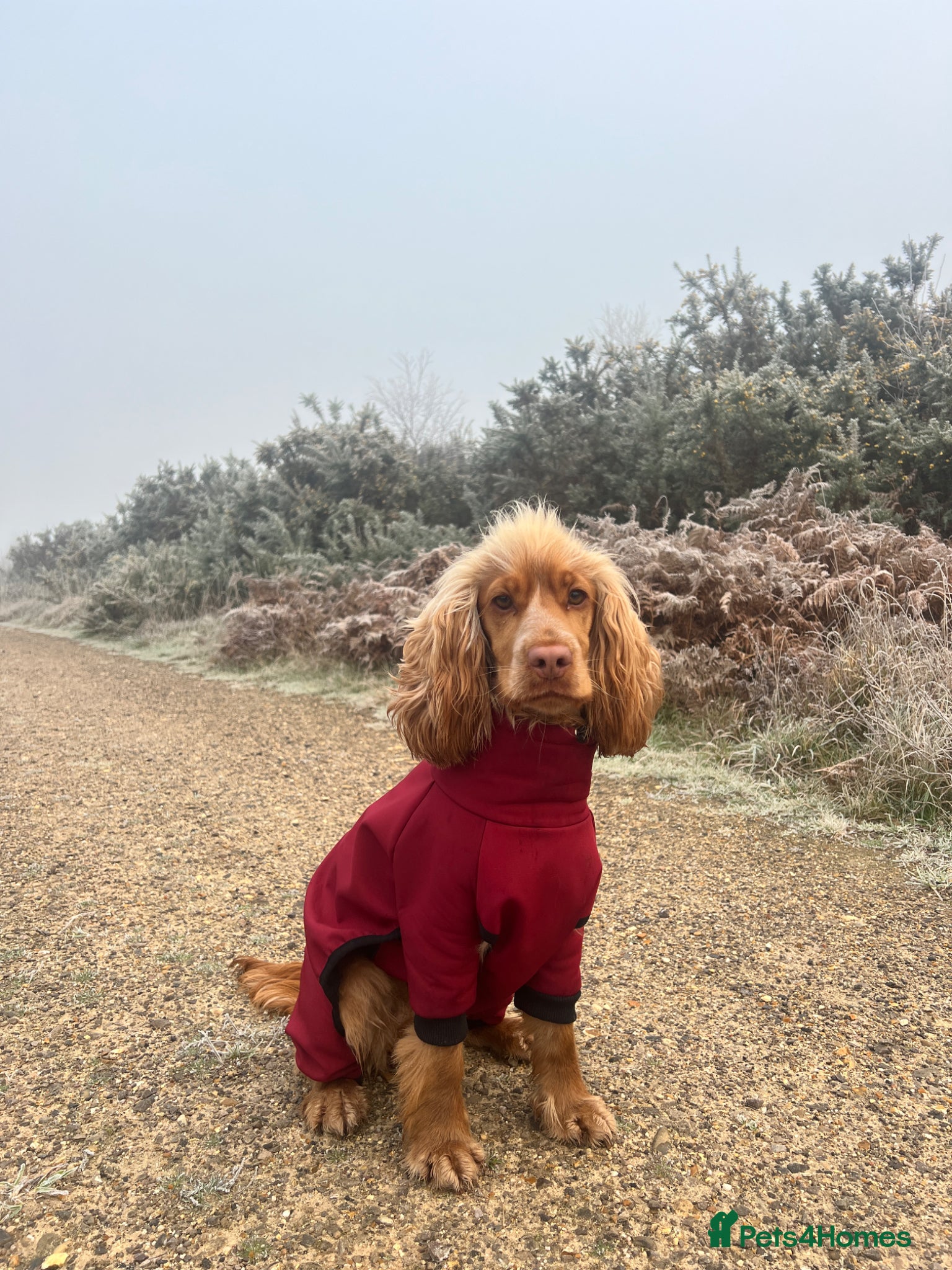 Cocker Spaniel dogs 21 Month Cocker Spaniel - Advert 1