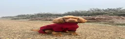 Cocker Spaniel dogs for sale: 21 Month Cocker Spaniel in Fleet - Advert 1