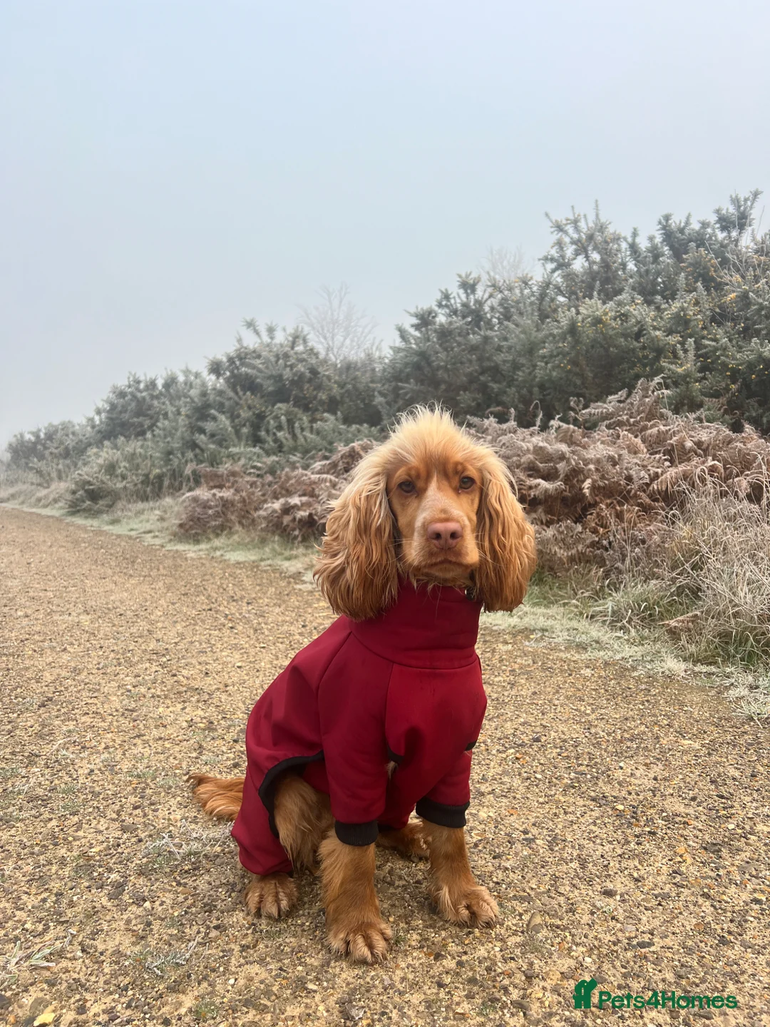 Cocker Spaniel dogs for sale: 21 Month Cocker Spaniel in Fleet - Advert 1