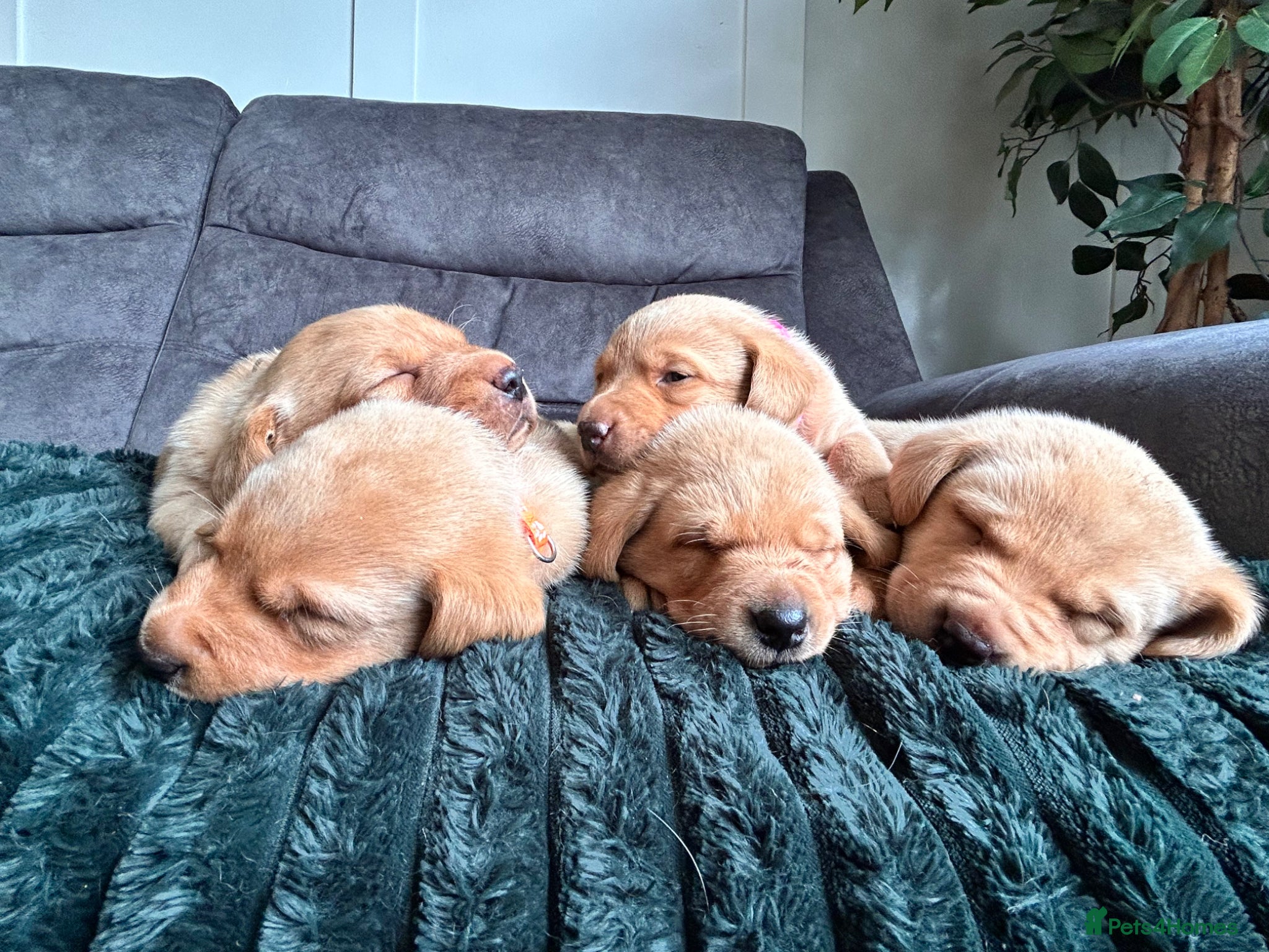 Labrador Retriever dogs for sale: KC Registered Rex Fox Labrador Puppies in Brecon - Advert 1