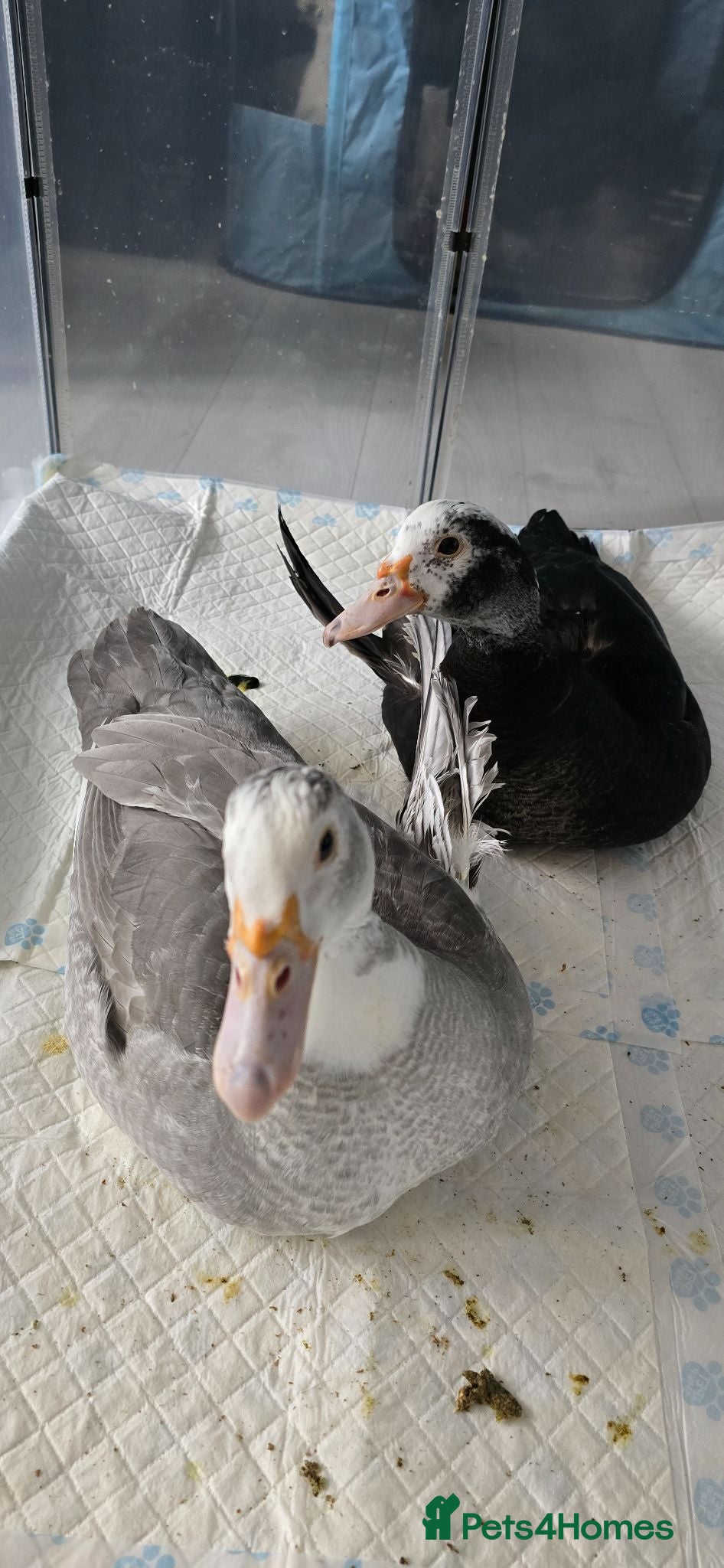 Ducks poultry Male & female muscovies  - Advert 1