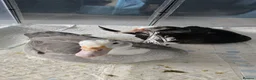 Ducks poultry for sale: Male & female muscovies  - Advert 1