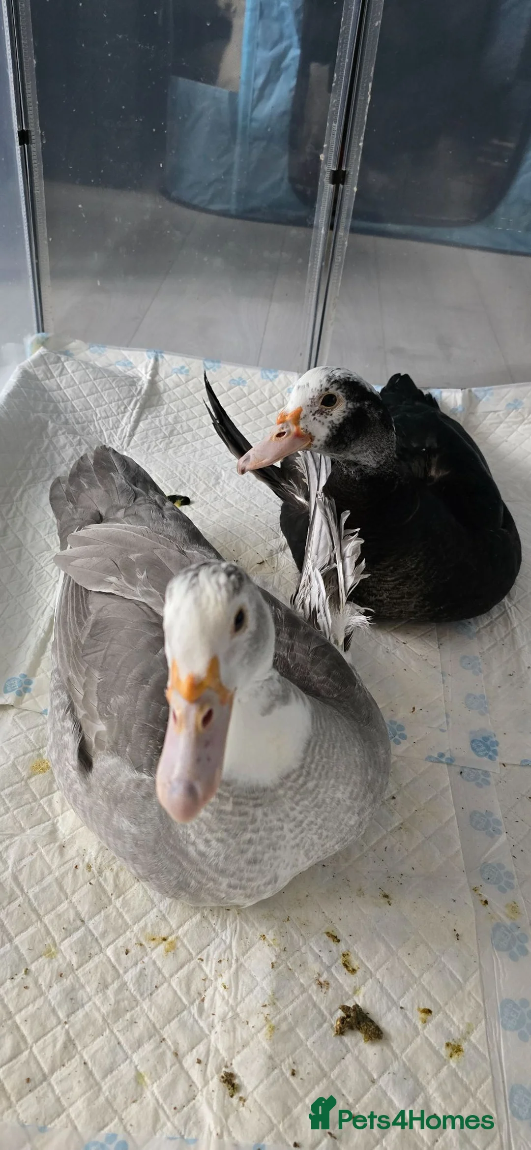 Ducks poultry for sale: Male & female muscovies  - Advert 1