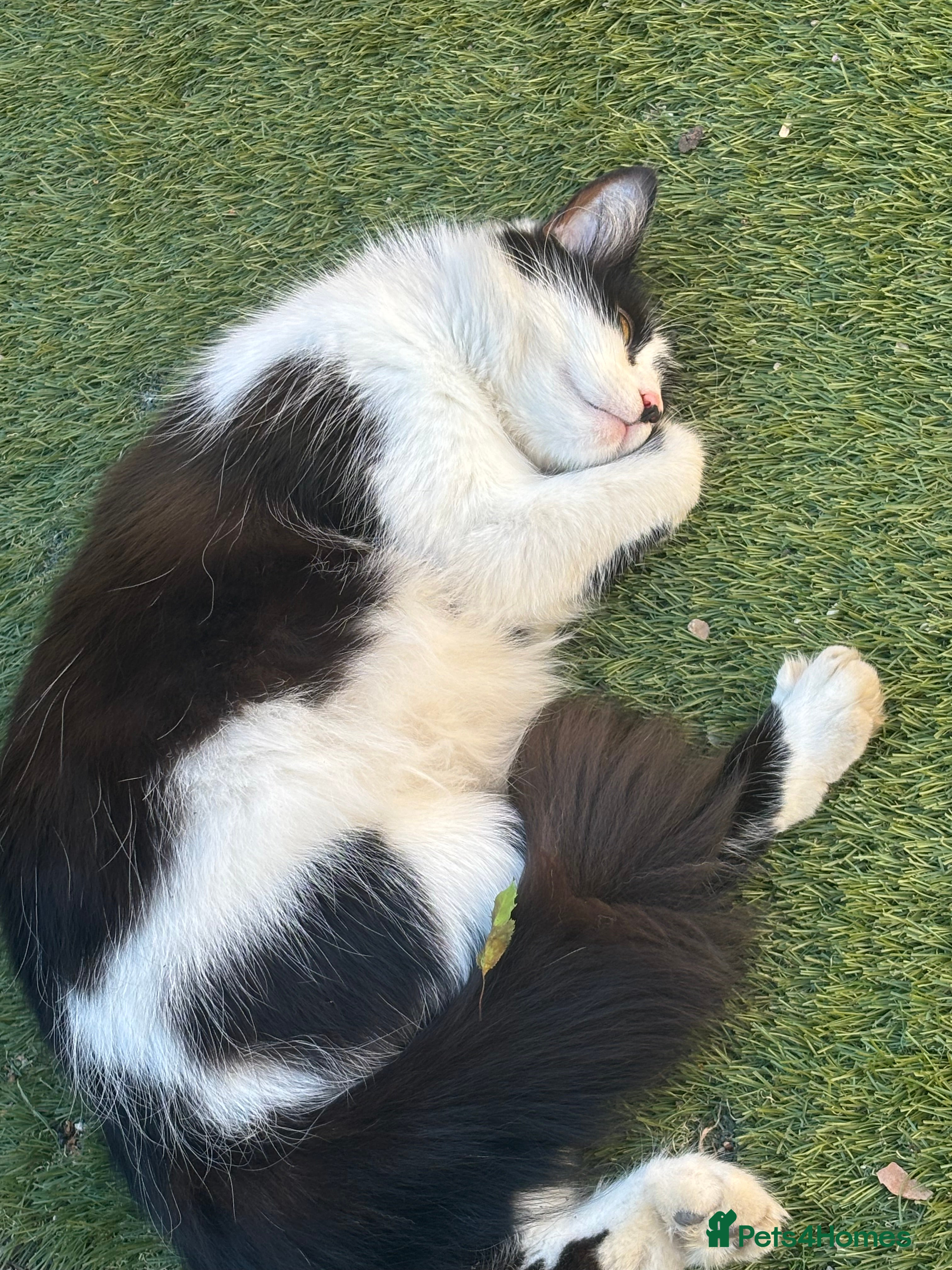 Mixed Breed cats for sale: Ragdoll x  in Warrington - Advert 4