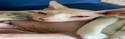 Sphynx cats for sale: 10-month old Sphinx male in Shaftesbury - Advert 3