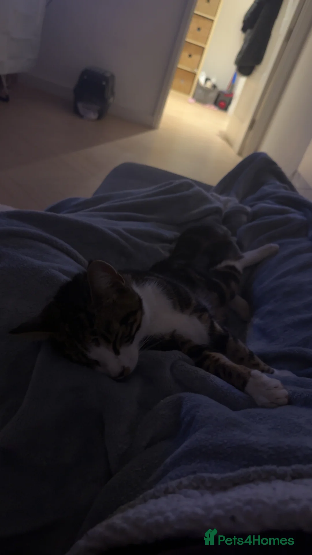 Mixed Breed cats for sale: Beautiful Mabel for rehome  in Reigate - Advert 2