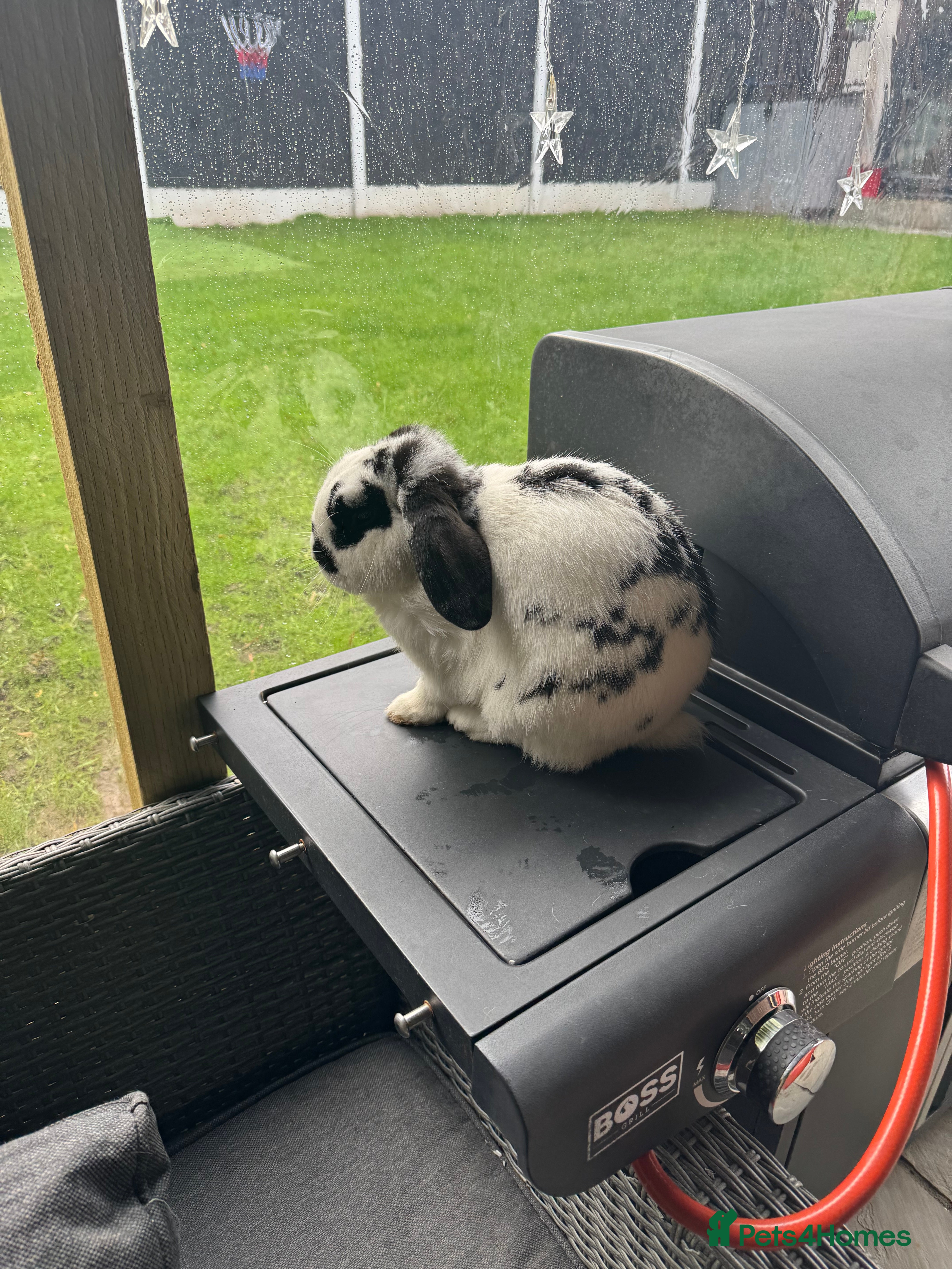 Mini Lop rabbits Rabbit for sale - Nibbles 🐰 - Advert 14
