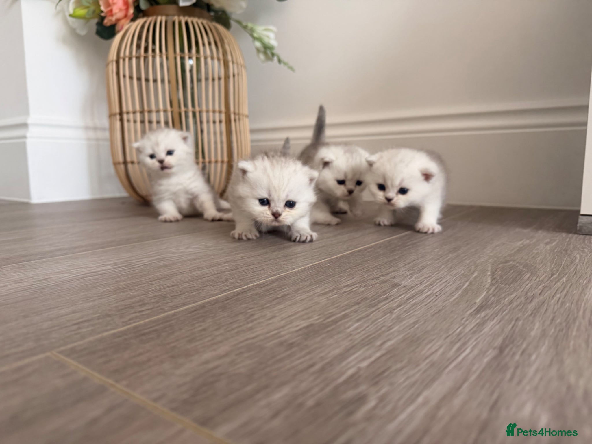 Scottish Fold cats 🐾✨ Adorable Scottish Fold & Straight Kittens - Advert 9