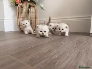 Scottish Fold cats 🐾✨ Adorable Scottish Fold & Straight Kittens - Advert 9