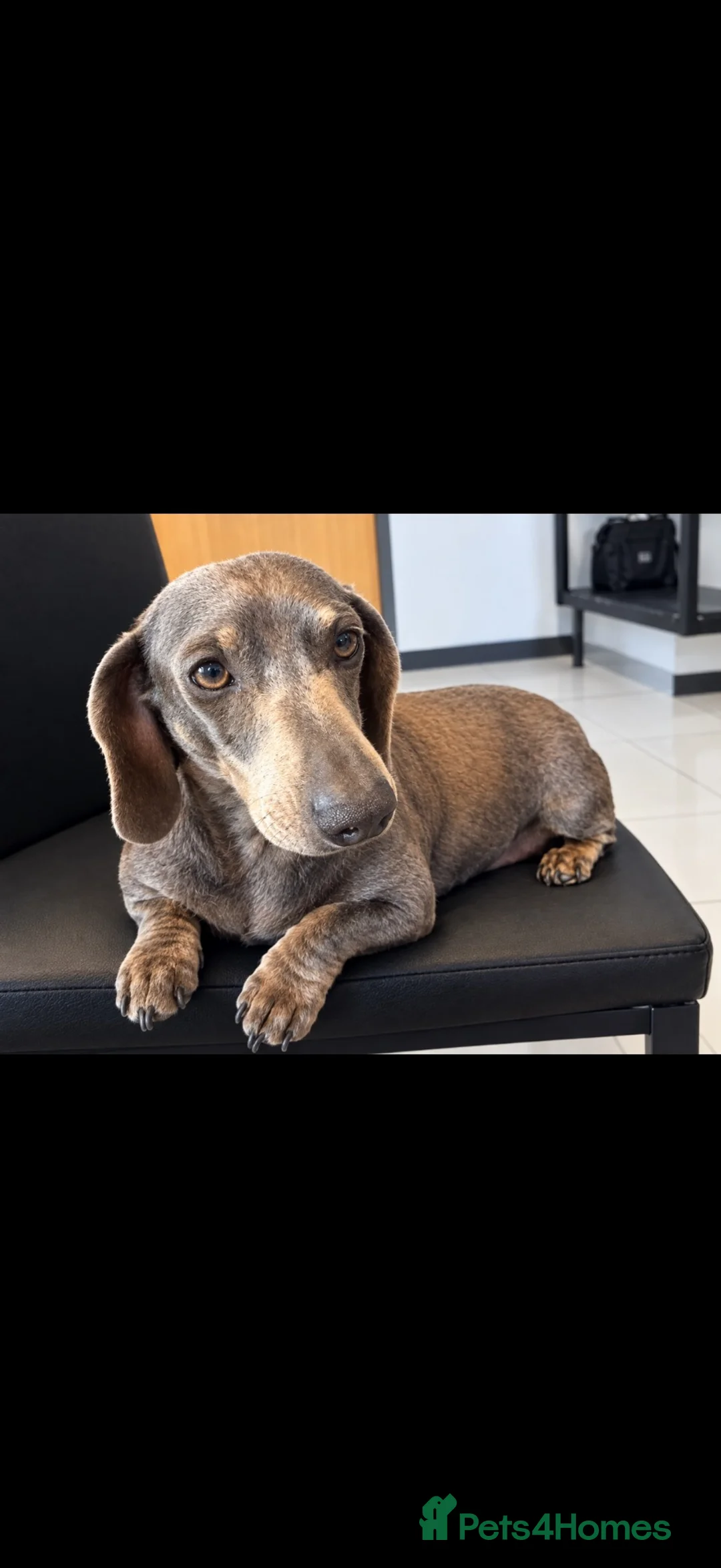 Miniature Dachshund dogs for sale: Miniature dachshund girl  - Advert 1