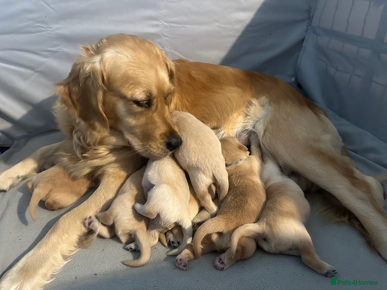 Golden Retriever dogs Beautiful golden retriever pups 🐾 - Advert 1