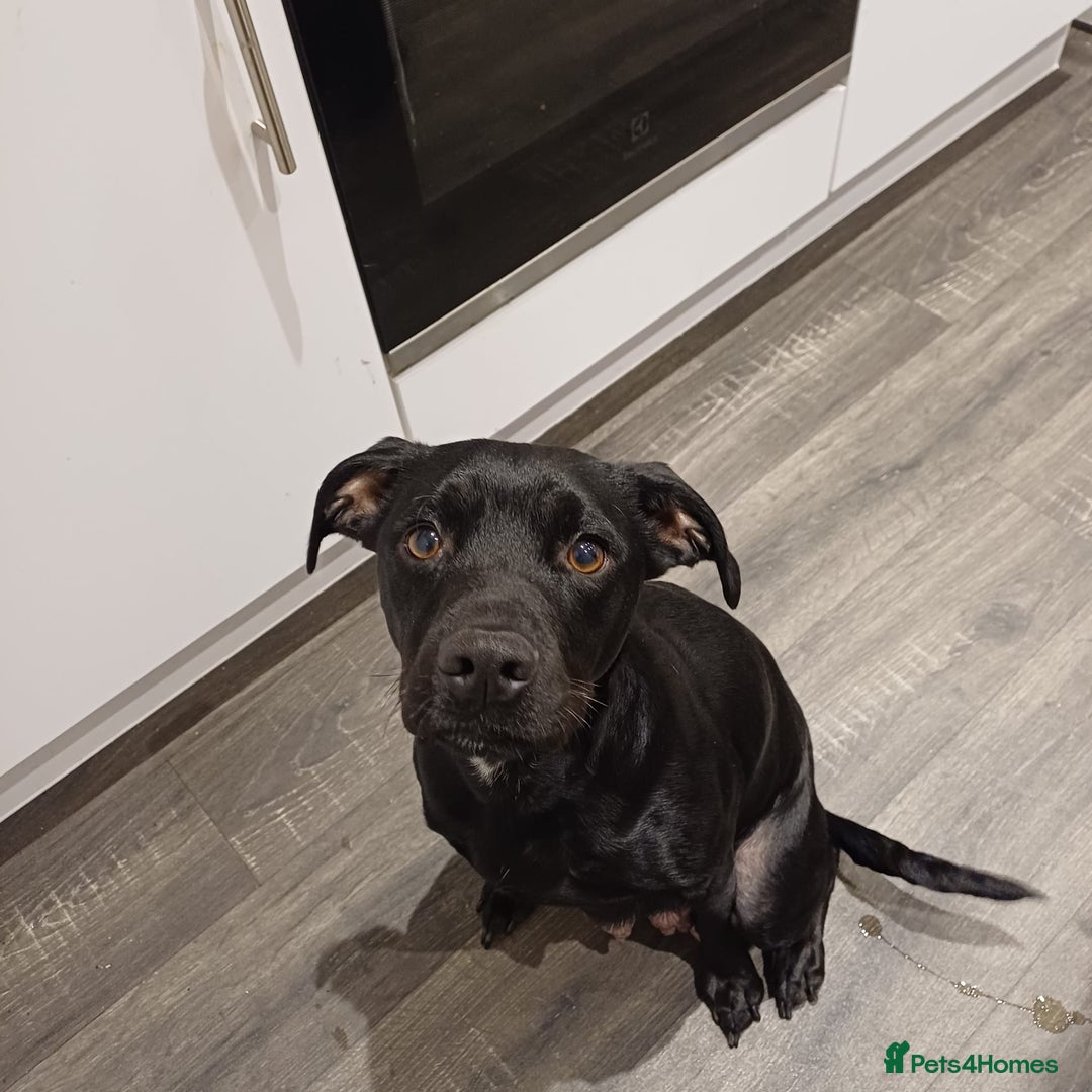 Mixed Breed dogs for sale: Staffy/English Bulldog puppies - Advert 8