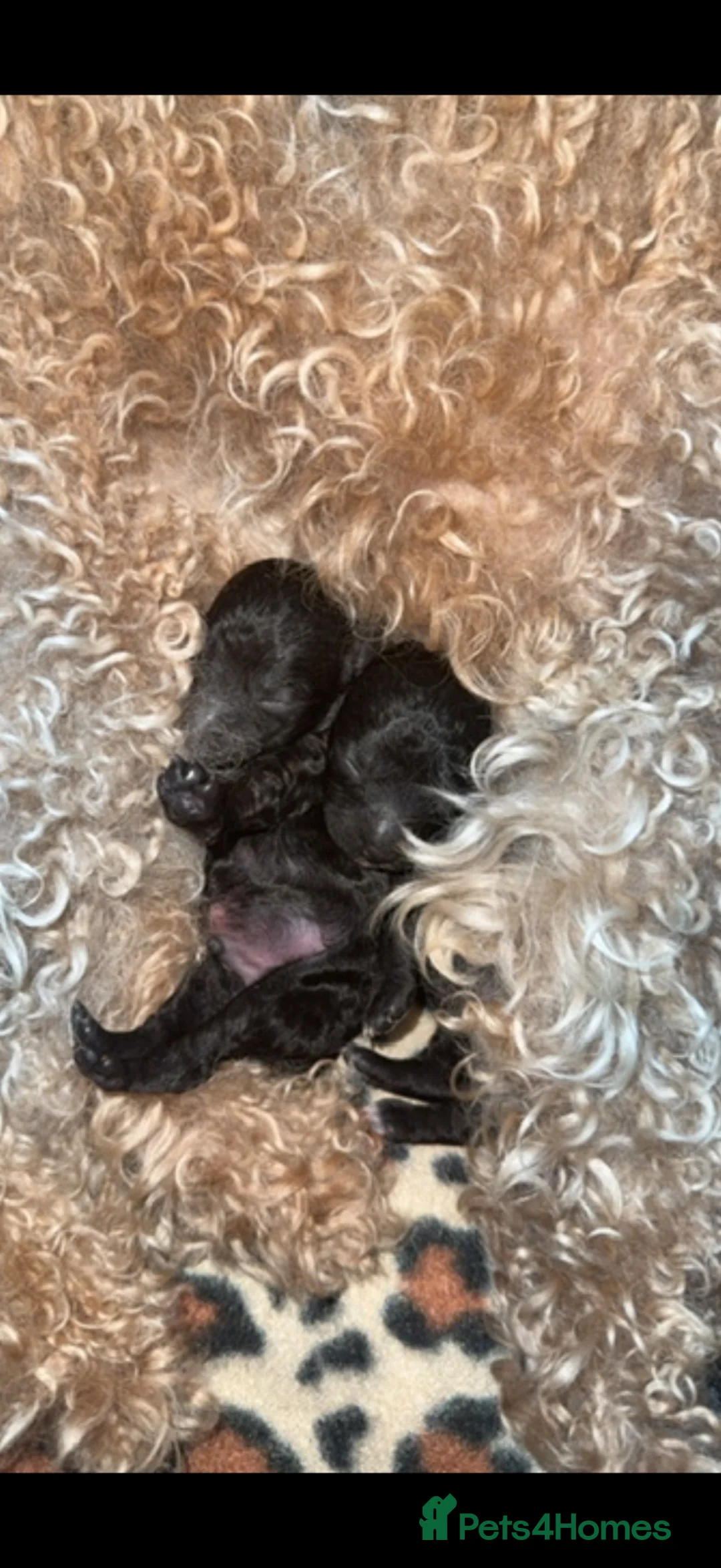 Poochon dogs for sale: Gorgeous male & female poochon puppies - Advert 7