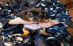 Dachshund dogs for sale: 5 Beautiful Dachshund puppies for sale  - Image 2