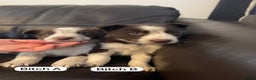 Border Collie dogs for sale: Lovely Collie puppies  - Advert 3