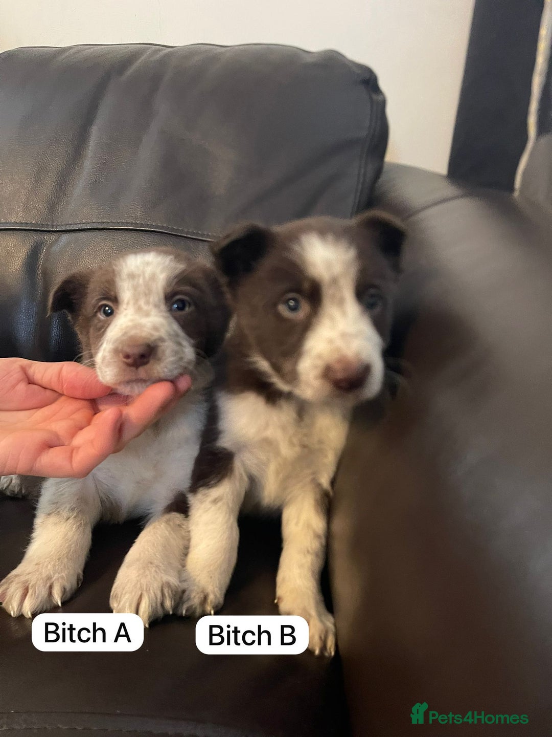 Border Collie dogs for sale: Lovely Collie puppies  - Advert 3