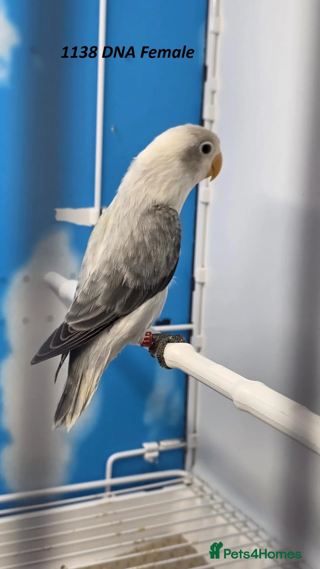 Lovebirds birds for sale: All Female Lovebird Age 4 to 6 Months - Advert 12