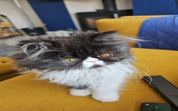 Persian cats for sale: *Reduced*persian kittens for sale 😍 *ready now - Image 17