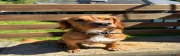 Cocker Spaniel dogs for adoption: Kairo the Gorgeous Goofy Golden Boy - Advert 23