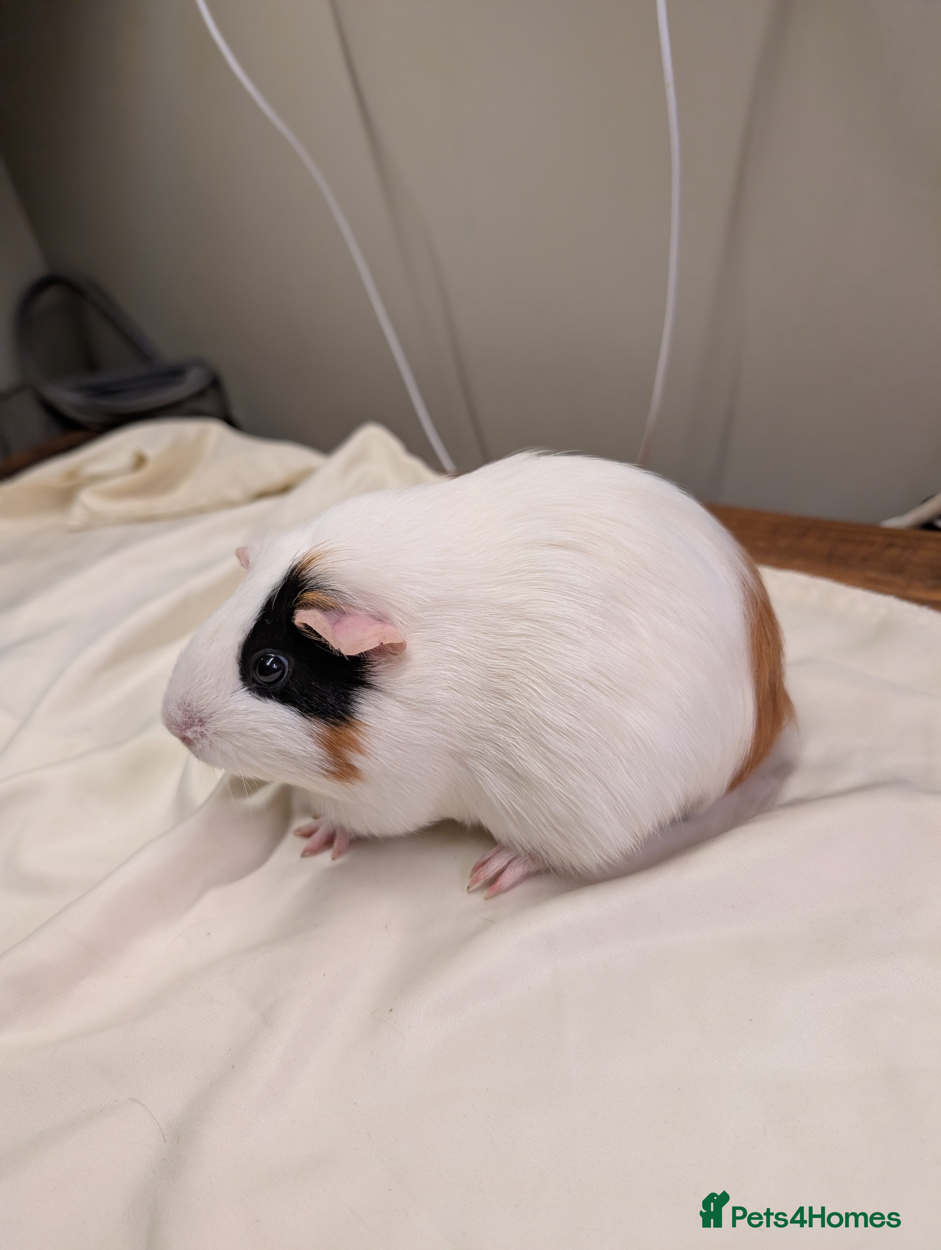 Guinea Pig rodents girl guinea pig - Advert 13