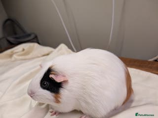 Guinea Pig rodents girl guinea pig - Advert 13