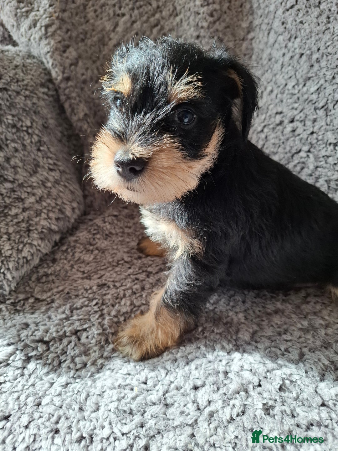 Miniature Schnauzer dogs for sale: Miniature Schnauzer beauties - Image 3