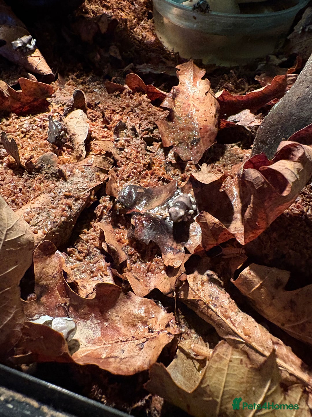 Frog reptiles for sale: Amazon milk frogs  - Image 4