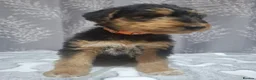 Airedale Terrier dogs for sale: Gorgeous Airedale Litter! - Advert 7