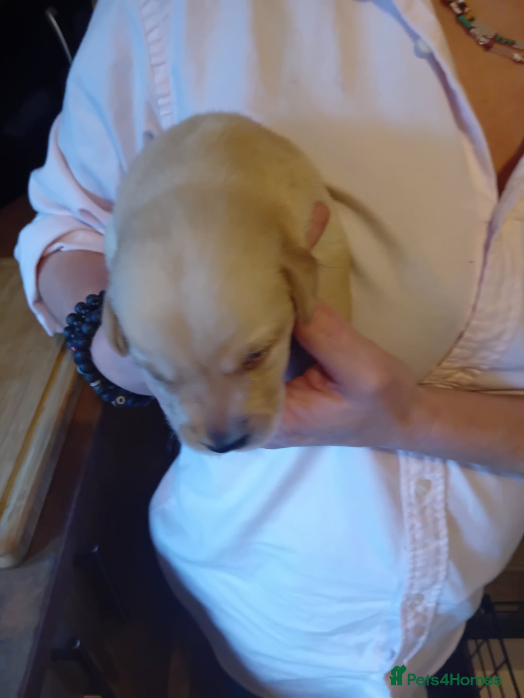 Labrador Retriever dogs for sale: Beautiful litter of labradors  - Image 5