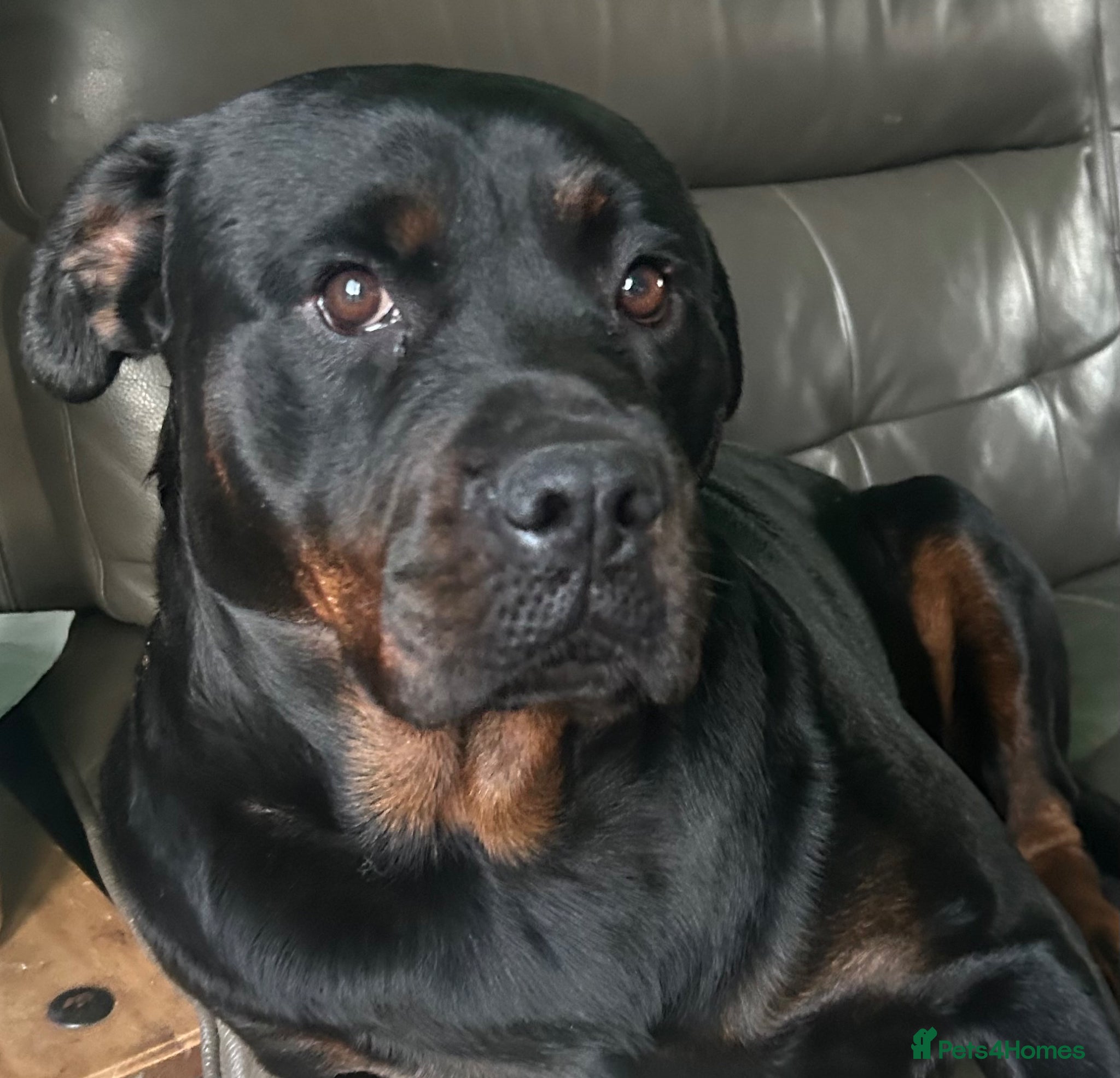 Rottweiler dogs Beautiful Rottweiler Puppies - Advert 4