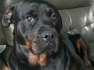 Rottweiler dogs Beautiful Rottweiler Puppies - Advert 1