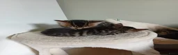 British Shorthair cats for sale: Beautiful mackerel tabby kittens in Stockbridge - Advert 4
