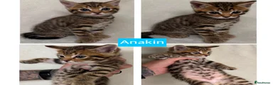 Anakin