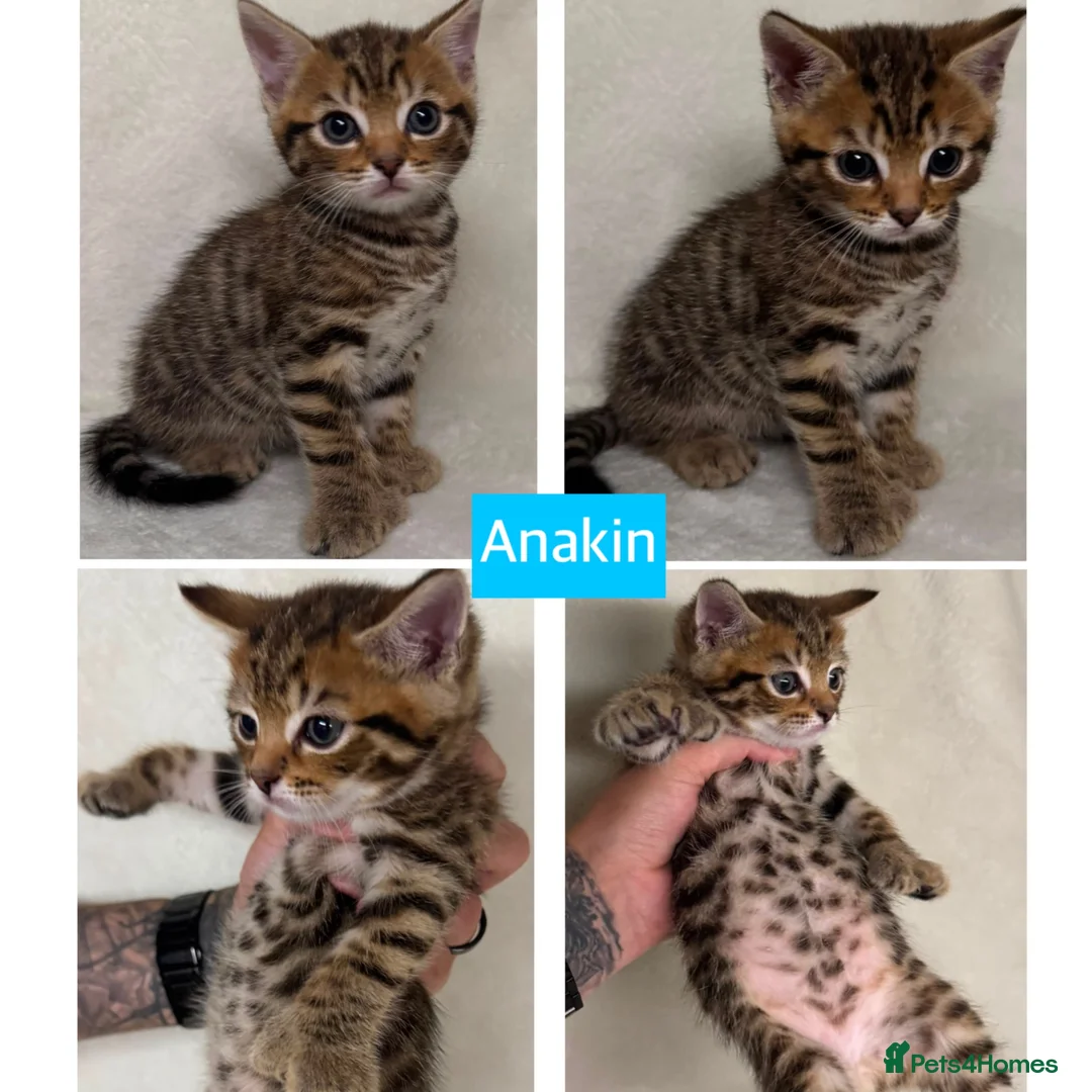 Siberian cats for sale: Siberian Cross Kittens For Sale - Advert 9