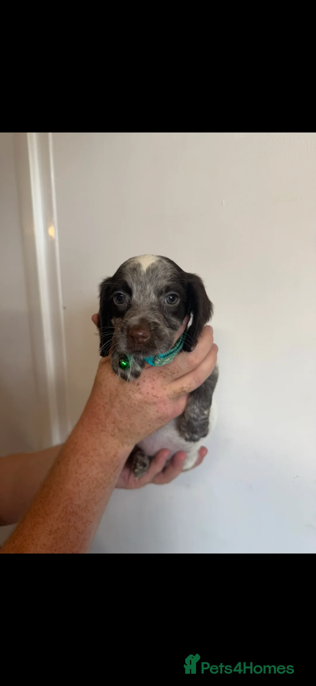 Cocker Spaniel dogs for sale: 6 Beautiful Cocker Spaniel Pups - Advert 2
