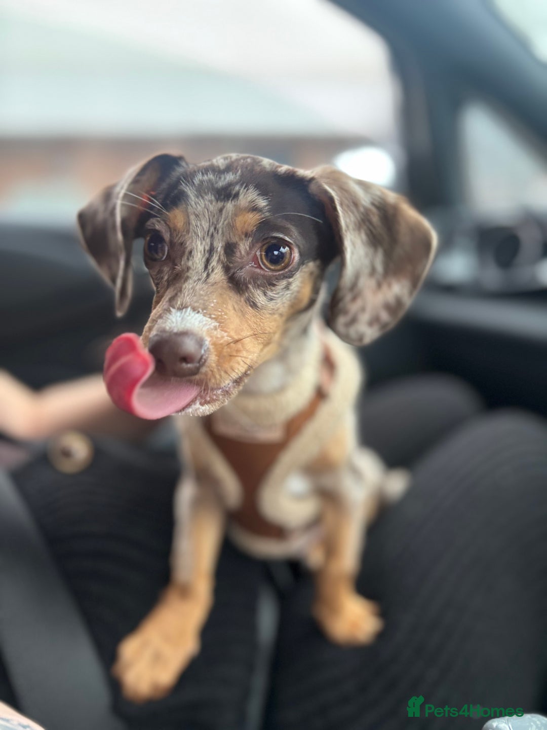 Mixed Breed dogs for sale: Chiweenie puppy - Advert 4