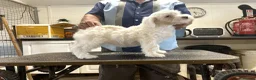 Tibetan Terrier dogs for sale: Araki Tibetan Terriers - Advert 5