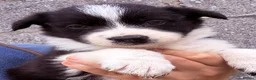 Border Collie dogs for sale: Gorgeous Border collie pups. KC registered.  - Advert 5
