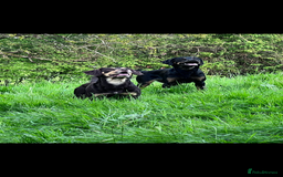 Mixed Breed dogs for sale: Puppies  - Image 1