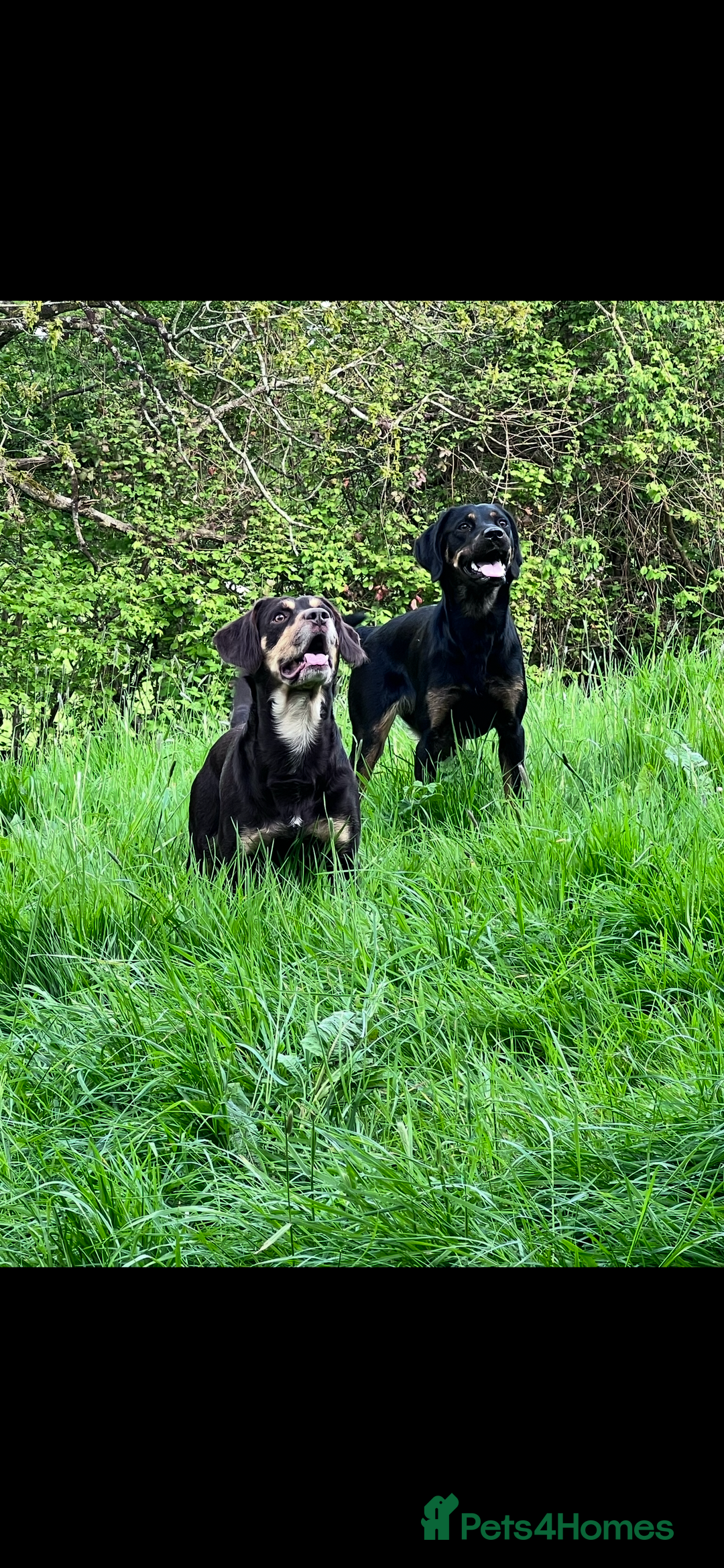 Mixed Breed dogs for sale: Puppies  - Image 1